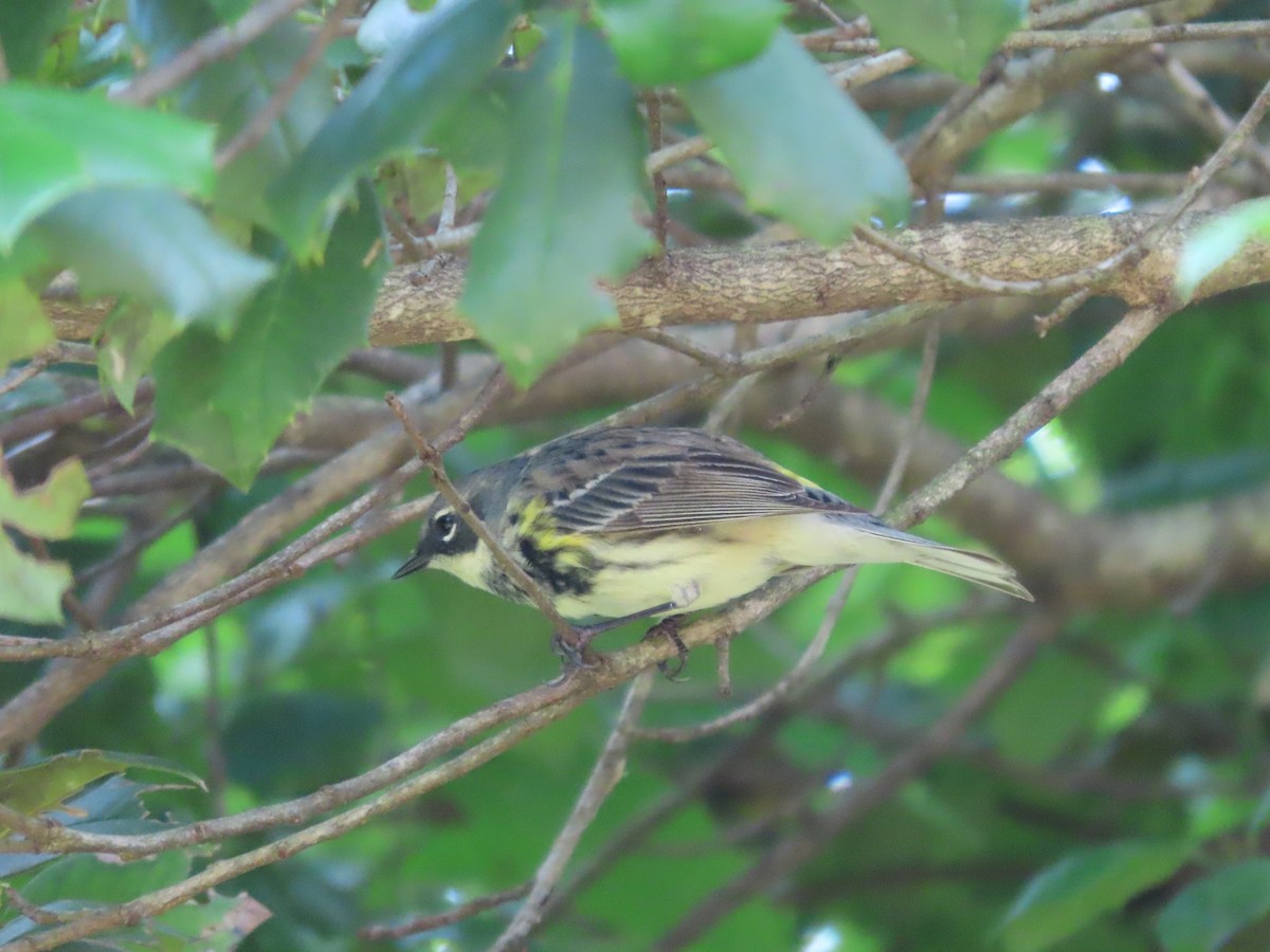 Yellow-rumped Warbler - ML618645393