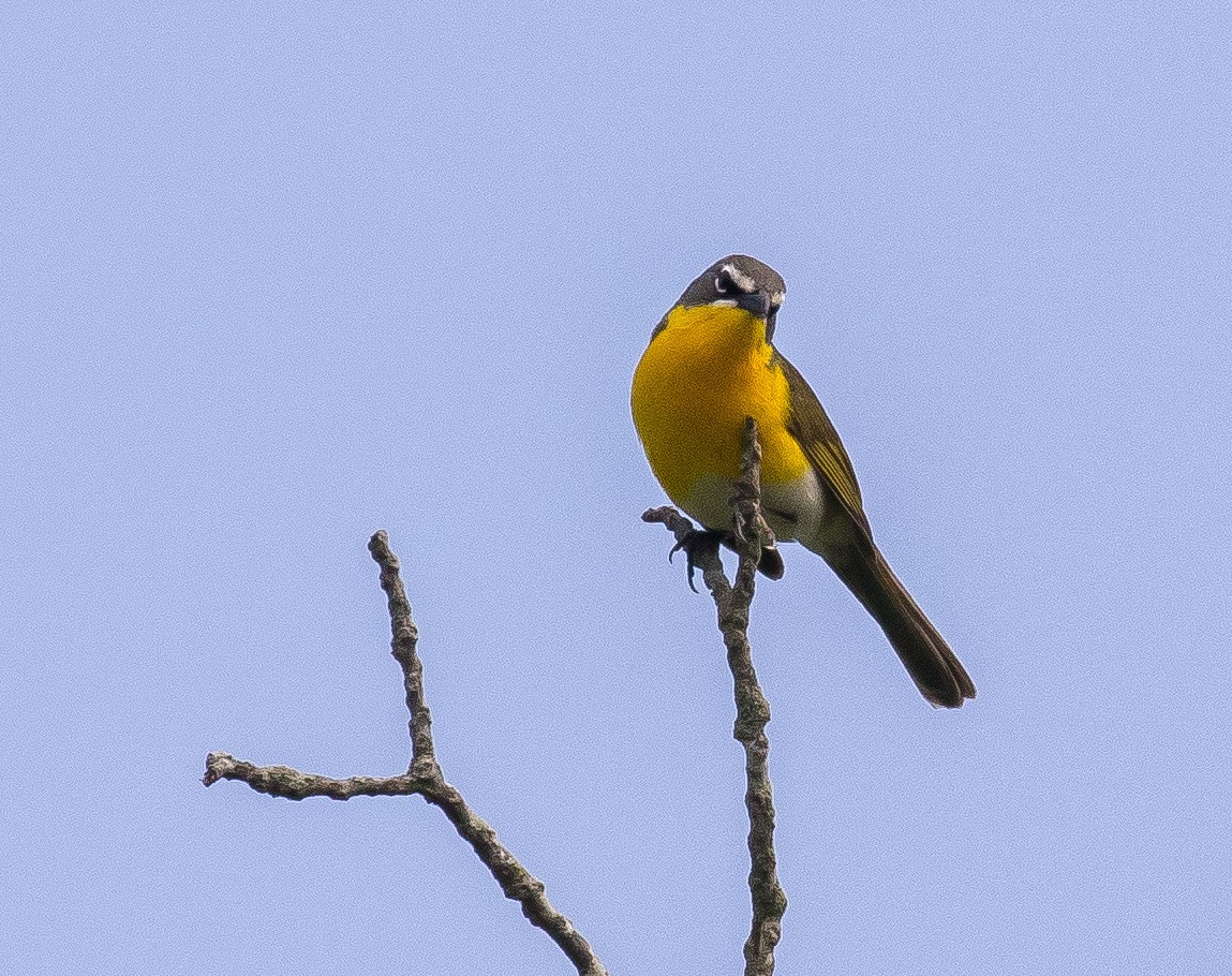 Yellow-breasted Chat - ML618645398
