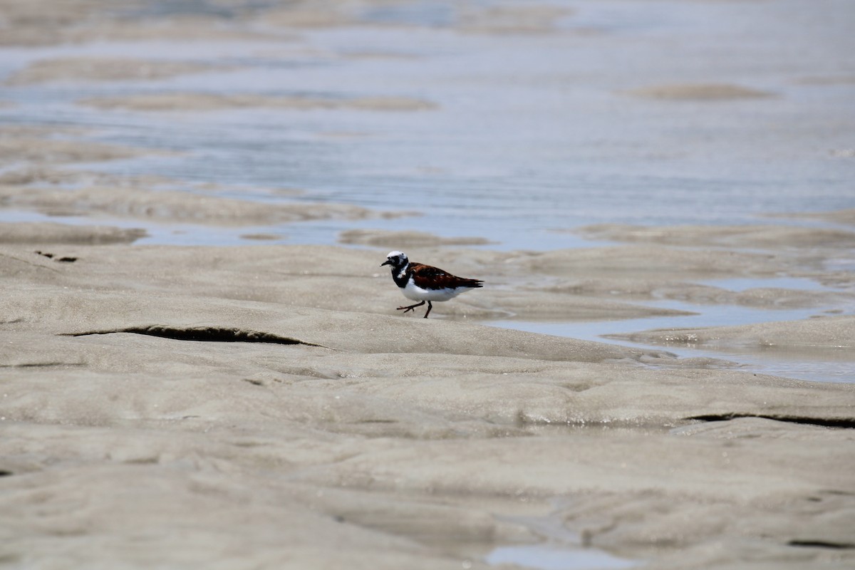 Ruddy Turnstone - ML618645400