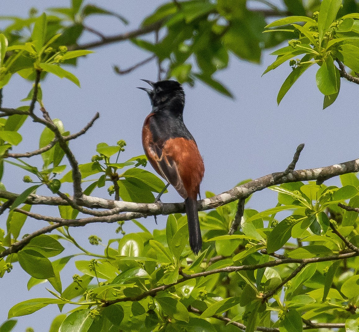 Orchard Oriole - ML618645415