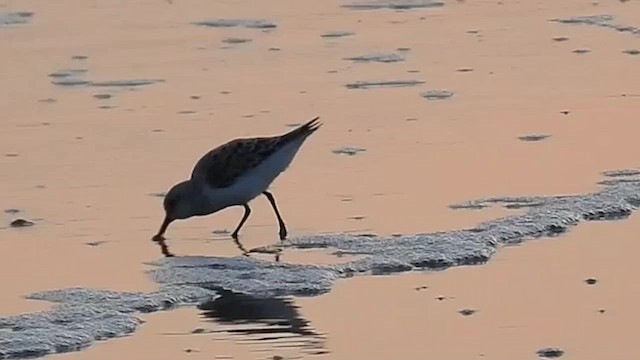 Bécasseau sanderling - ML618645417