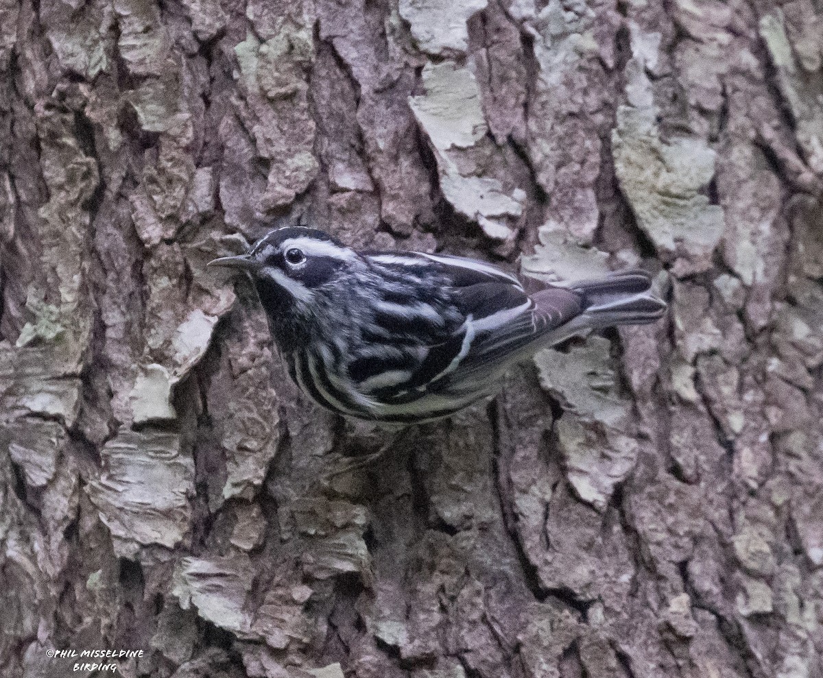 Black-and-white Warbler - ML618645430