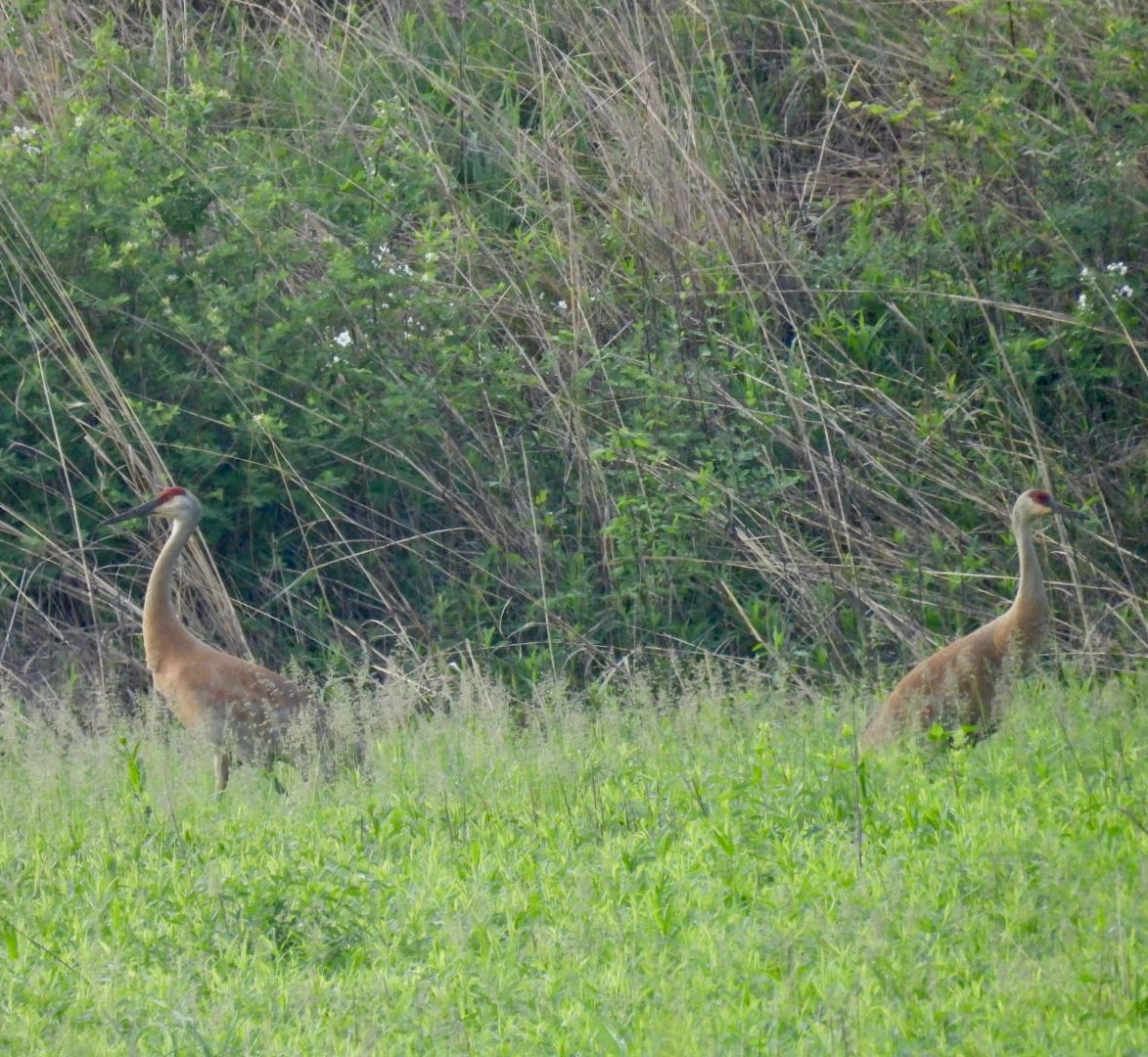 Sandhill Crane - ML618645464