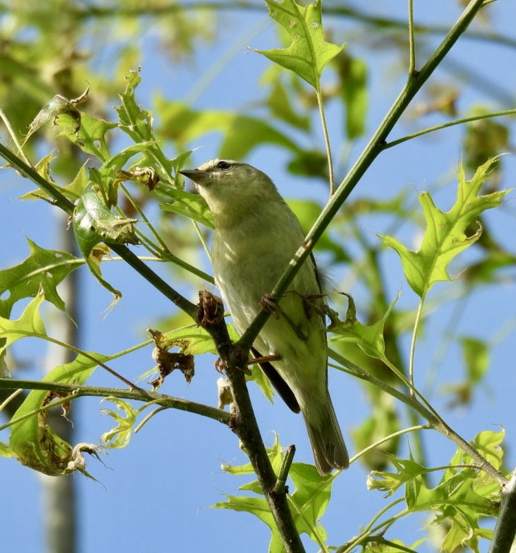 Philadelphia Vireo - Tracy Wiczer