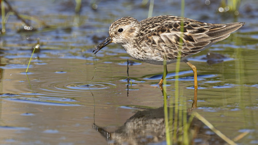Least Sandpiper - ML618645497