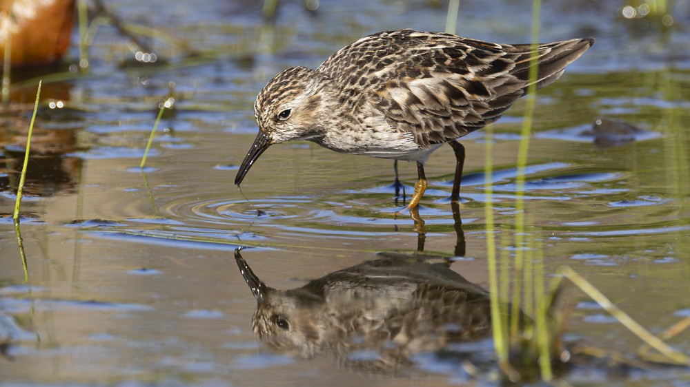Least Sandpiper - ML618645498