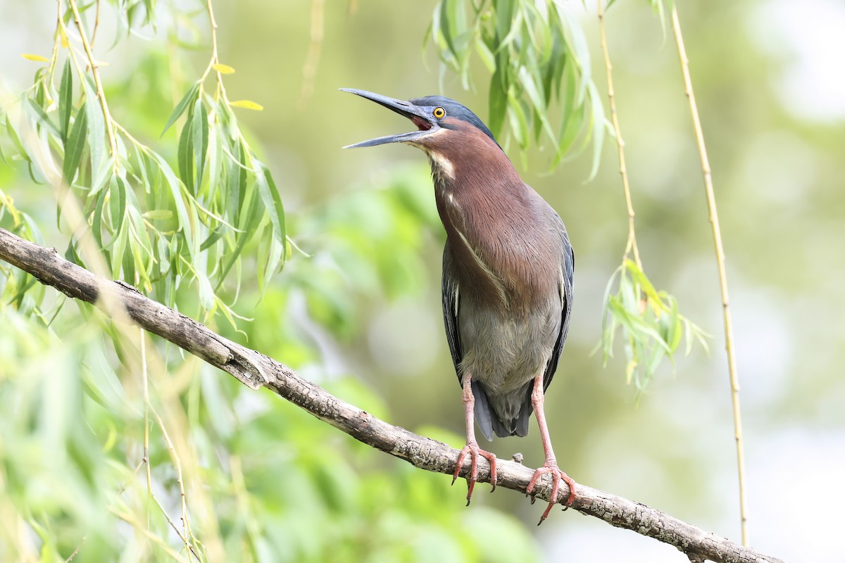 Green Heron - ML618645623