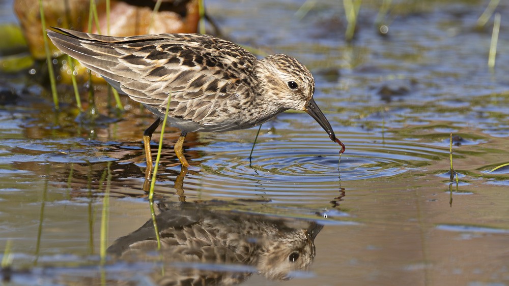 Least Sandpiper - ML618645633