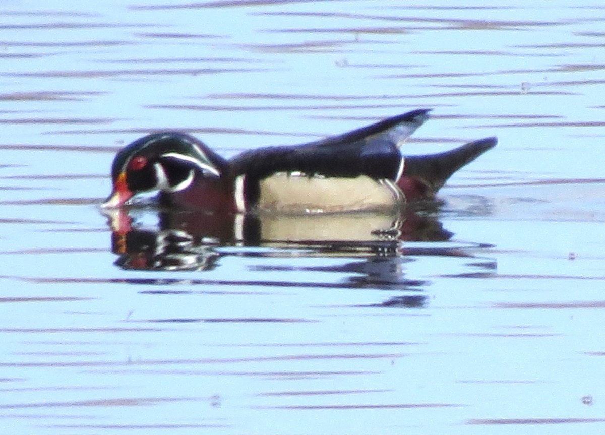 Wood Duck - ML618645655