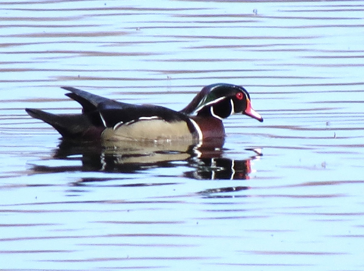 Wood Duck - ML618645670