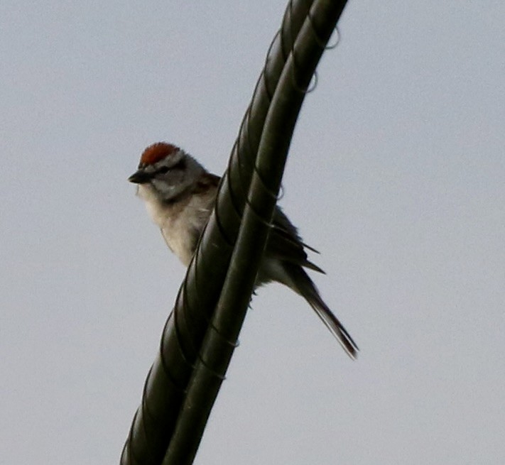 Chipping Sparrow - Carla Morris