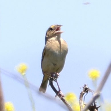 Grasshopper Sparrow - ML618645679