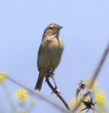 Grasshopper Sparrow - ML618645680