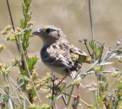 Grasshopper Sparrow - ML618645681