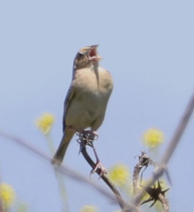 Grasshopper Sparrow - ML618645682