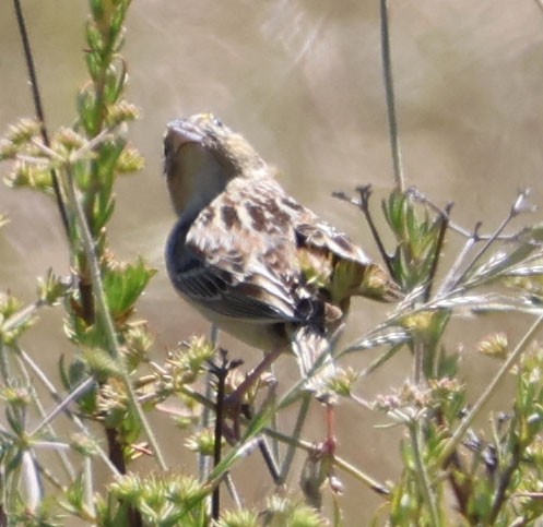 Grasshopper Sparrow - ML618645683