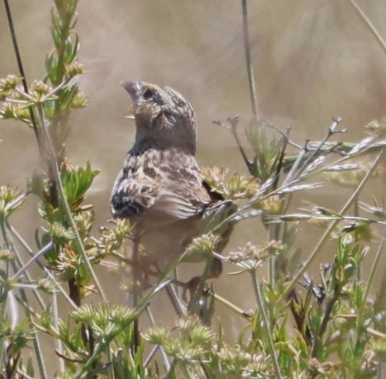 Grasshopper Sparrow - ML618645684