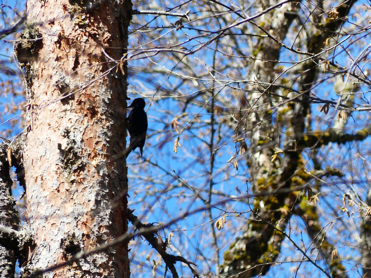 Black-backed Woodpecker - ML618645686