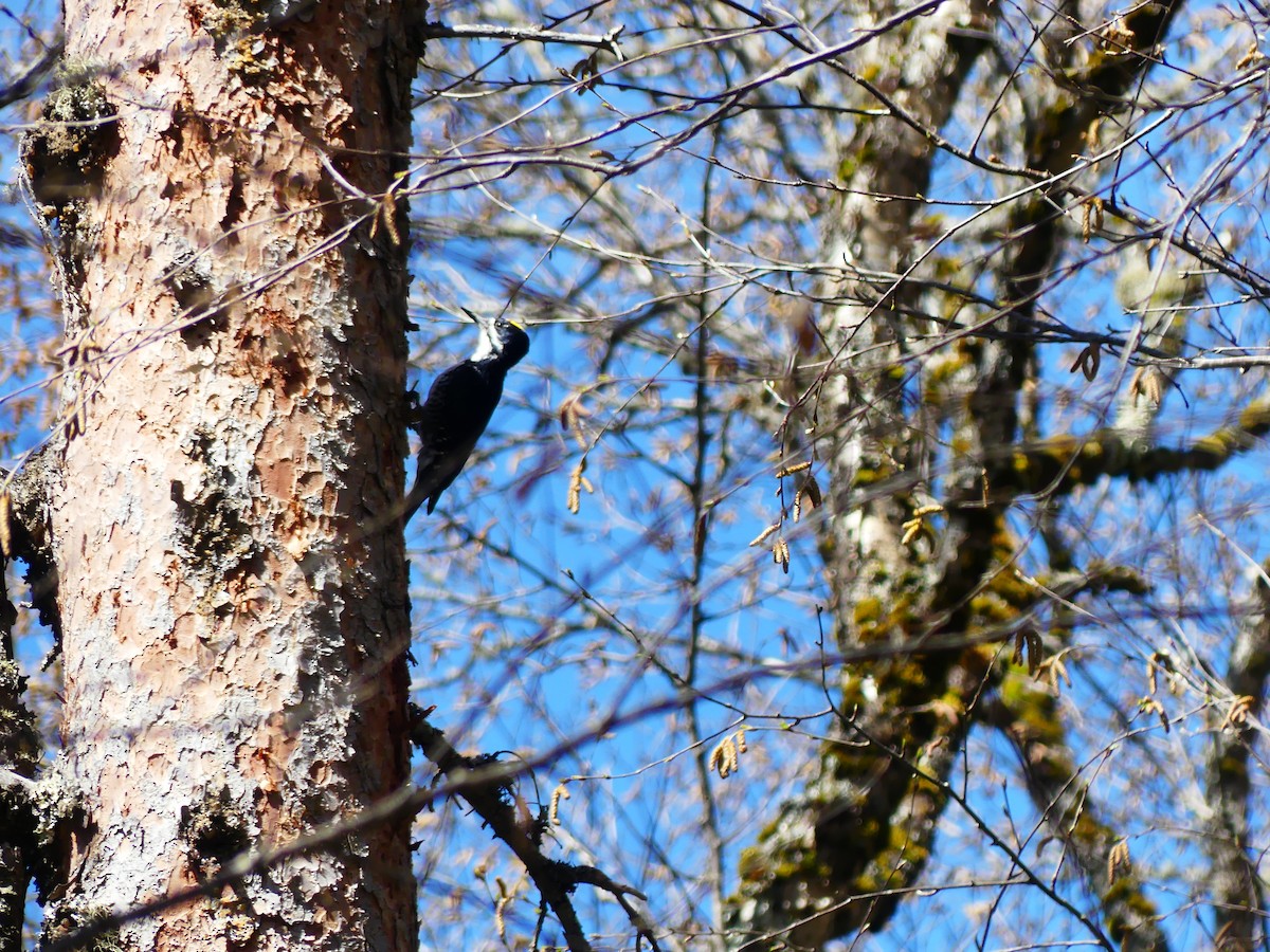 svartryggspett - ML618645687