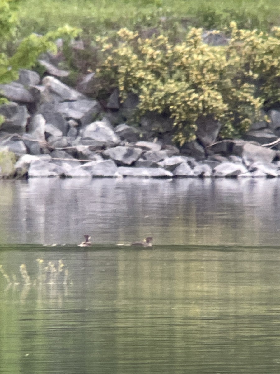 Hooded Merganser - ML618645717