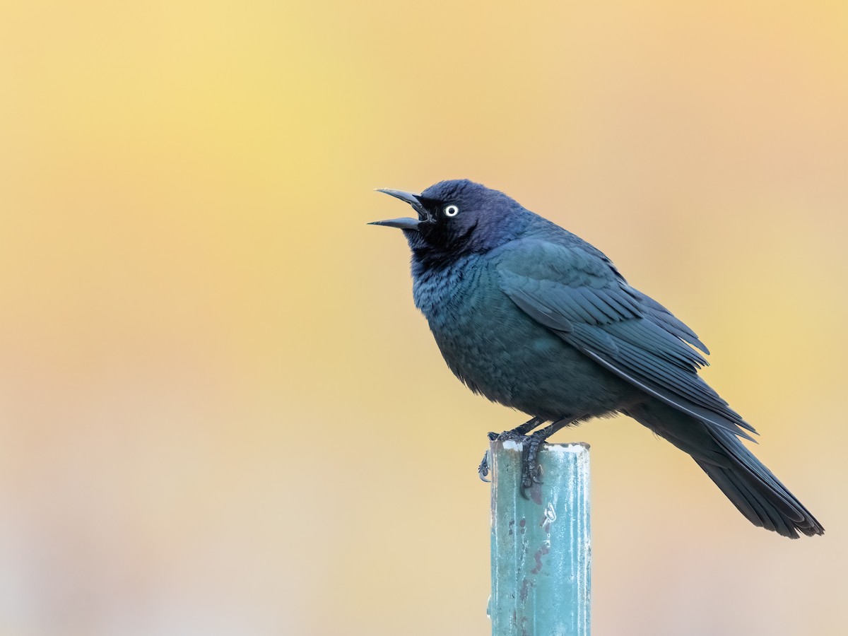 Трупіалець пурпуровий - ML618645721