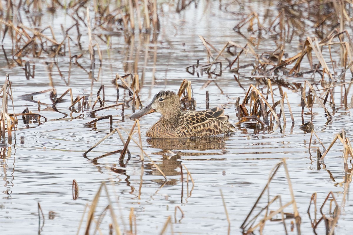 Cinnamon Teal - ML618645772