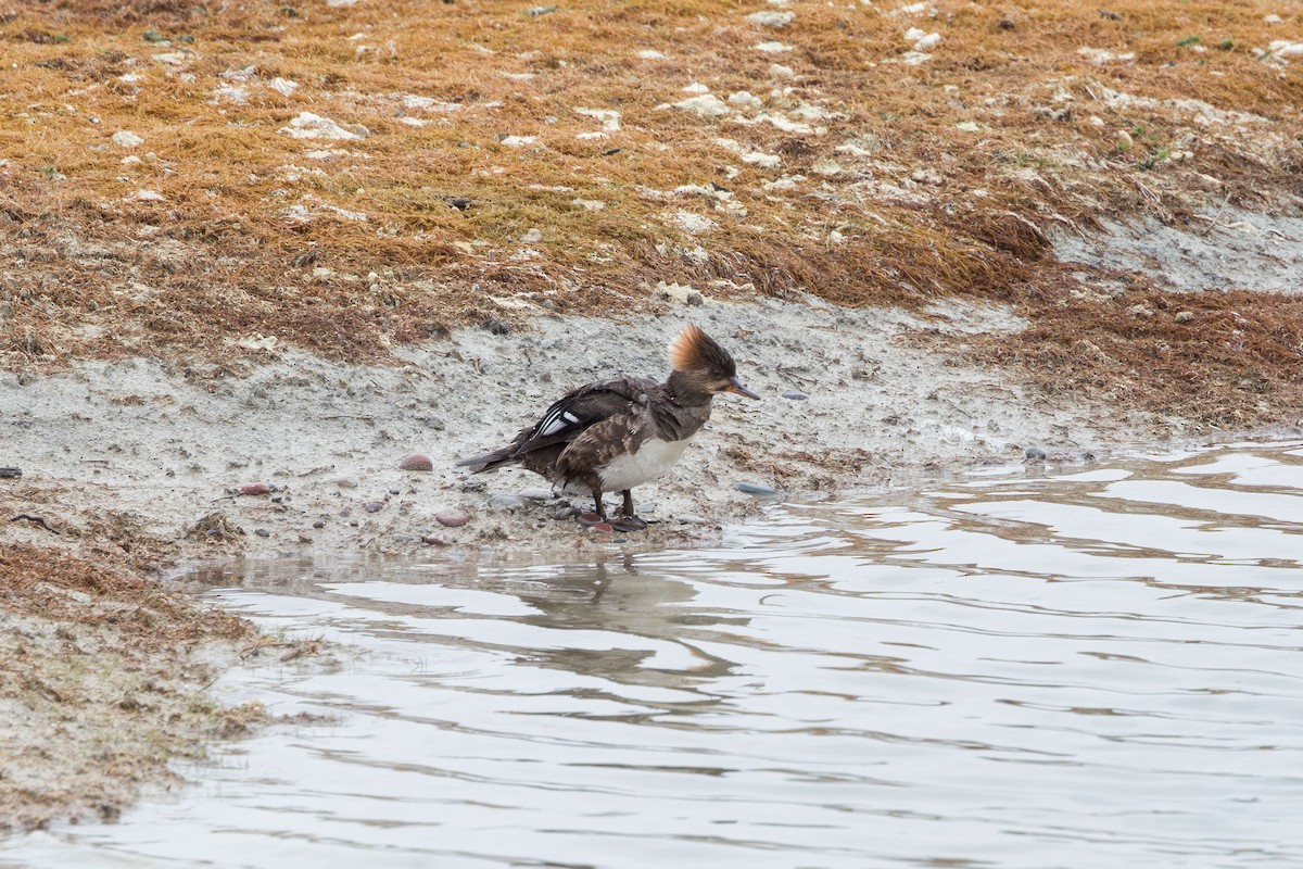 Hooded Merganser - ML618645815