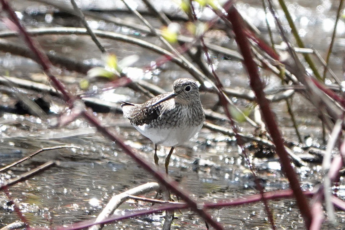 Solitary Sandpiper - mc coburn