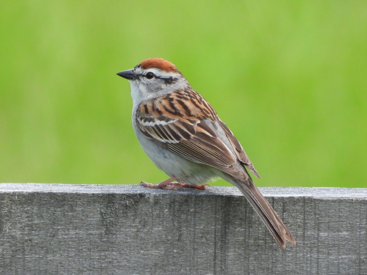 Chipping Sparrow - Tracee Fugate
