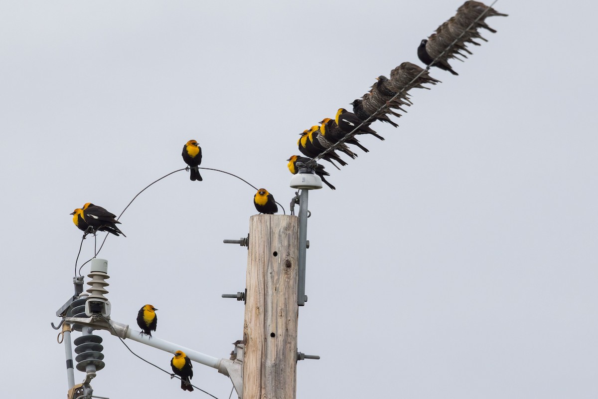 Yellow-headed Blackbird - ML618645841