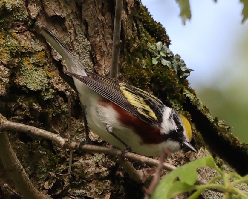 Chestnut-sided Warbler - ML618645843