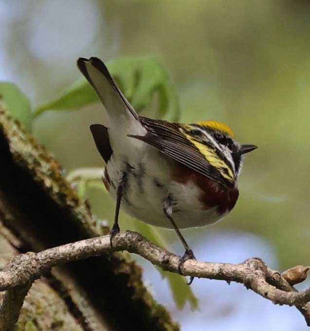 Chestnut-sided Warbler - ML618645844