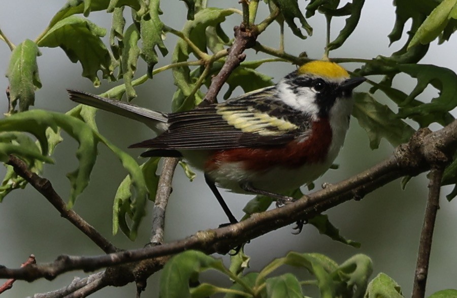 Chestnut-sided Warbler - ML618645845