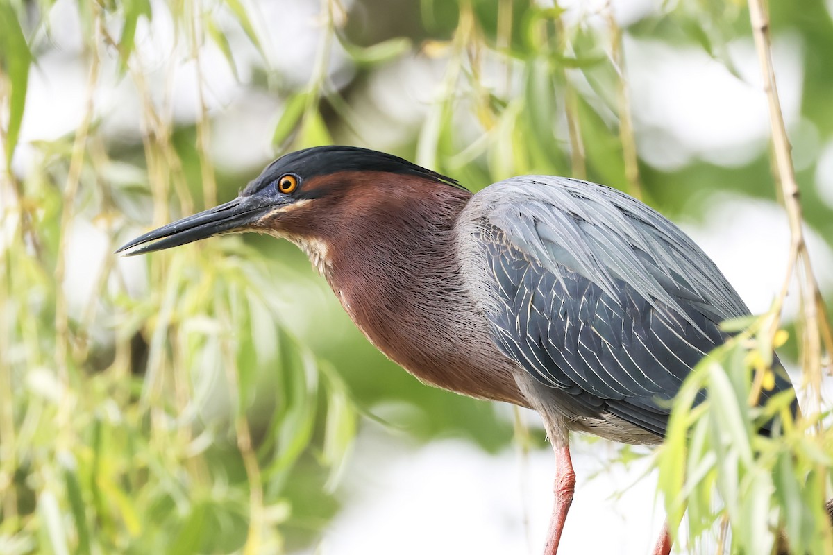 Green Heron - ML618645859