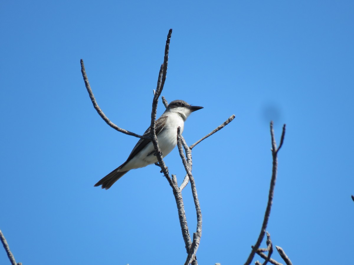 Gray Kingbird - ML618645934