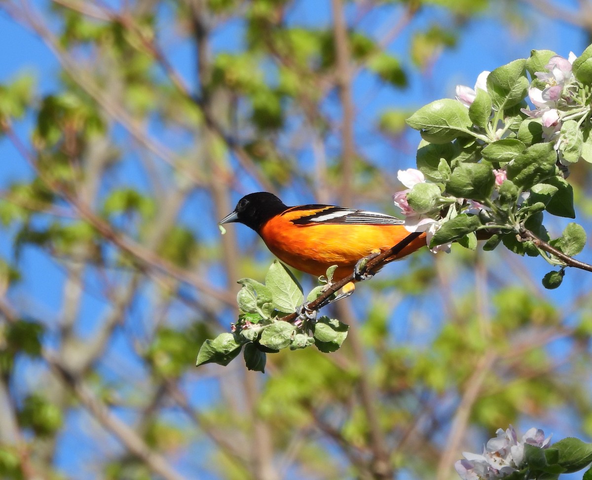 Baltimore Oriole - George Ford