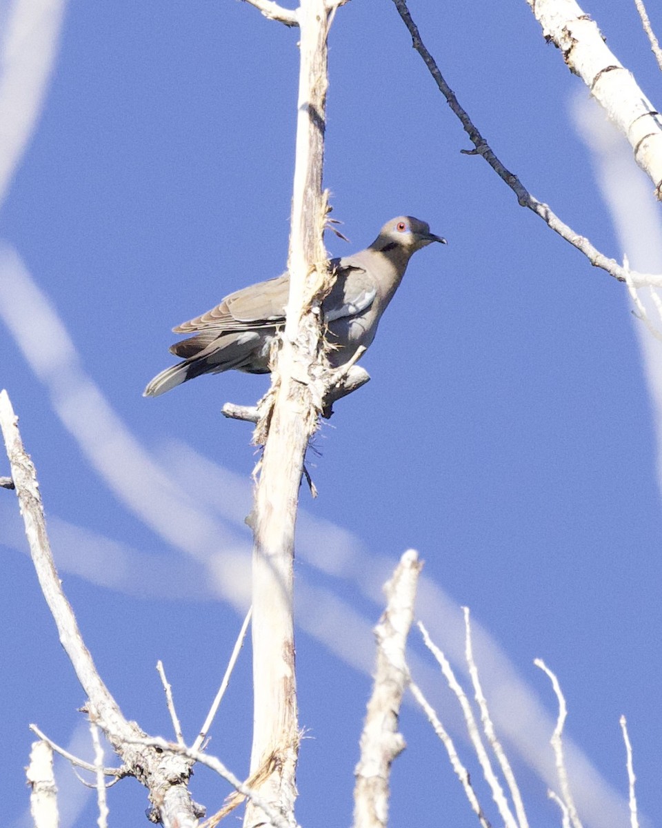 White-winged Dove - ML618645961