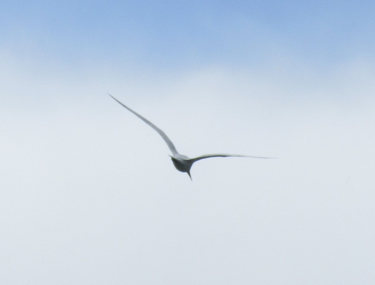 Caspian Tern - ML618645993