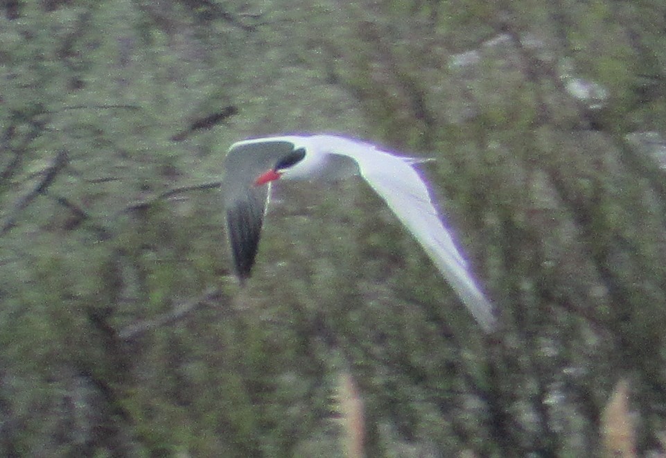 Caspian Tern - Don Allred