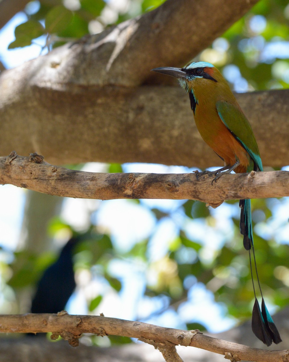 Turquoise-browed Motmot - Luis Trinchan