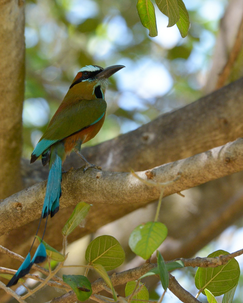 Turquoise-browed Motmot - Luis Trinchan