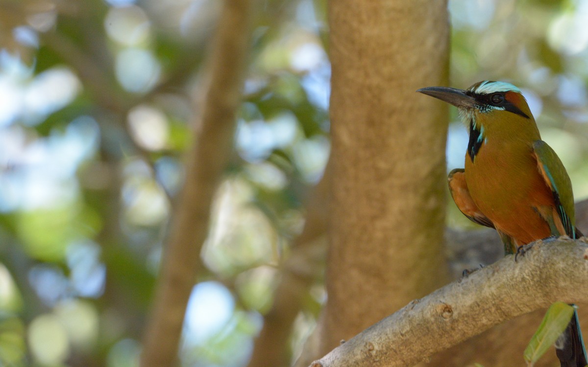 Turquoise-browed Motmot - Luis Trinchan