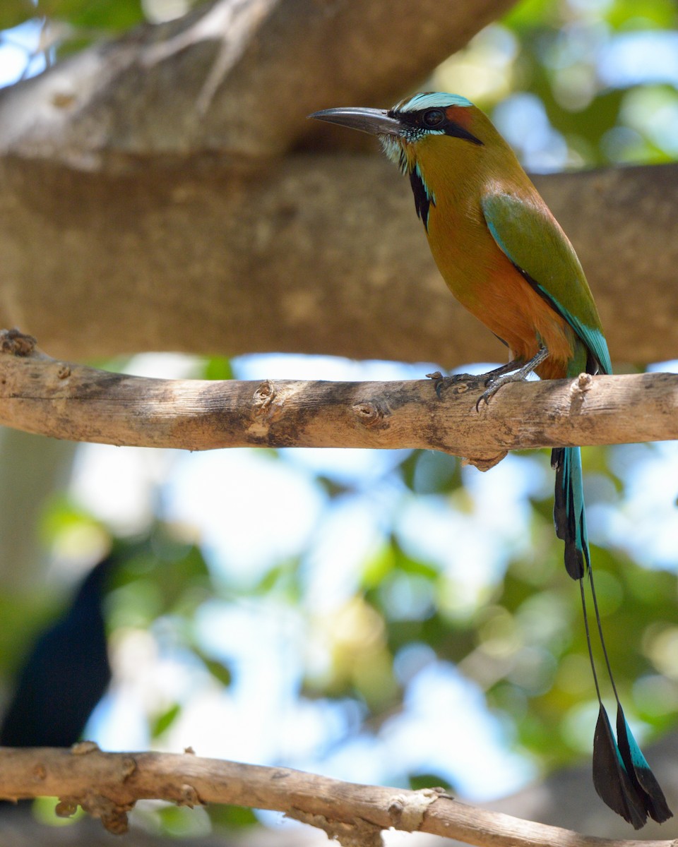 Turquoise-browed Motmot - Luis Trinchan