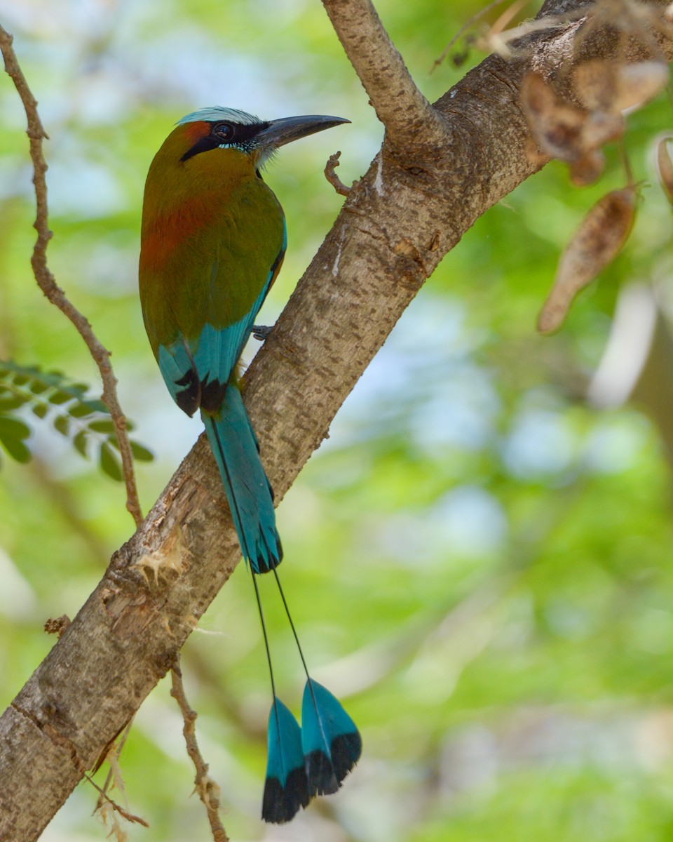 Turquoise-browed Motmot - Luis Trinchan