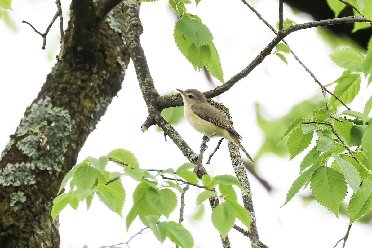 Warbling Vireo - Mary Thurmond