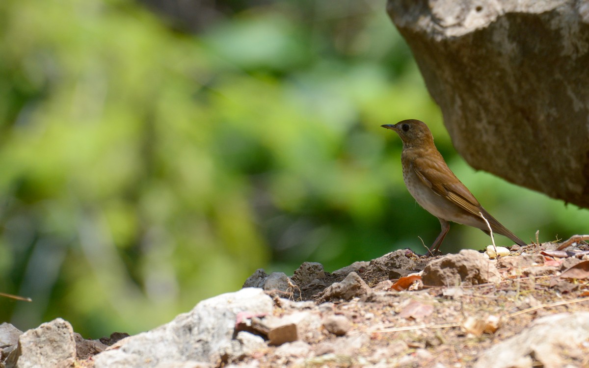 Veery - Luis Trinchan