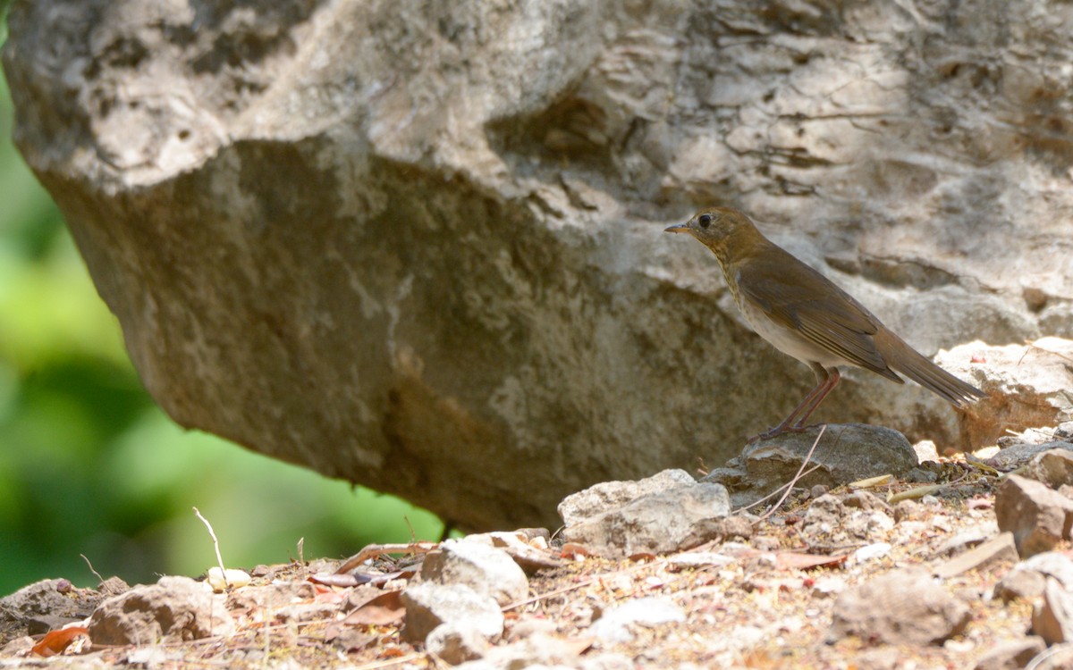 Veery - Luis Trinchan