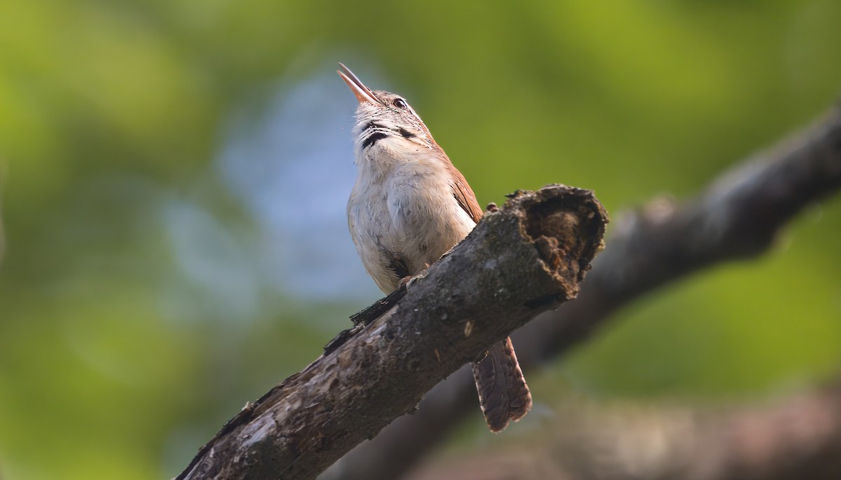 Carolina Wren - ML618646044