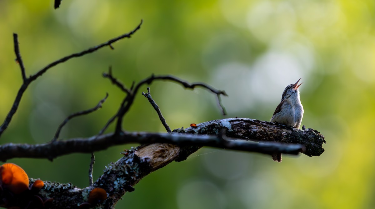 Carolina Wren - ML618646045
