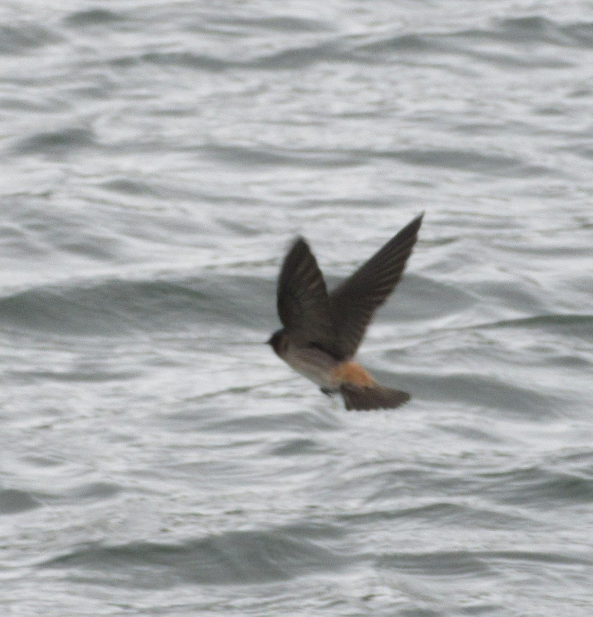 Cliff Swallow - Don Allred